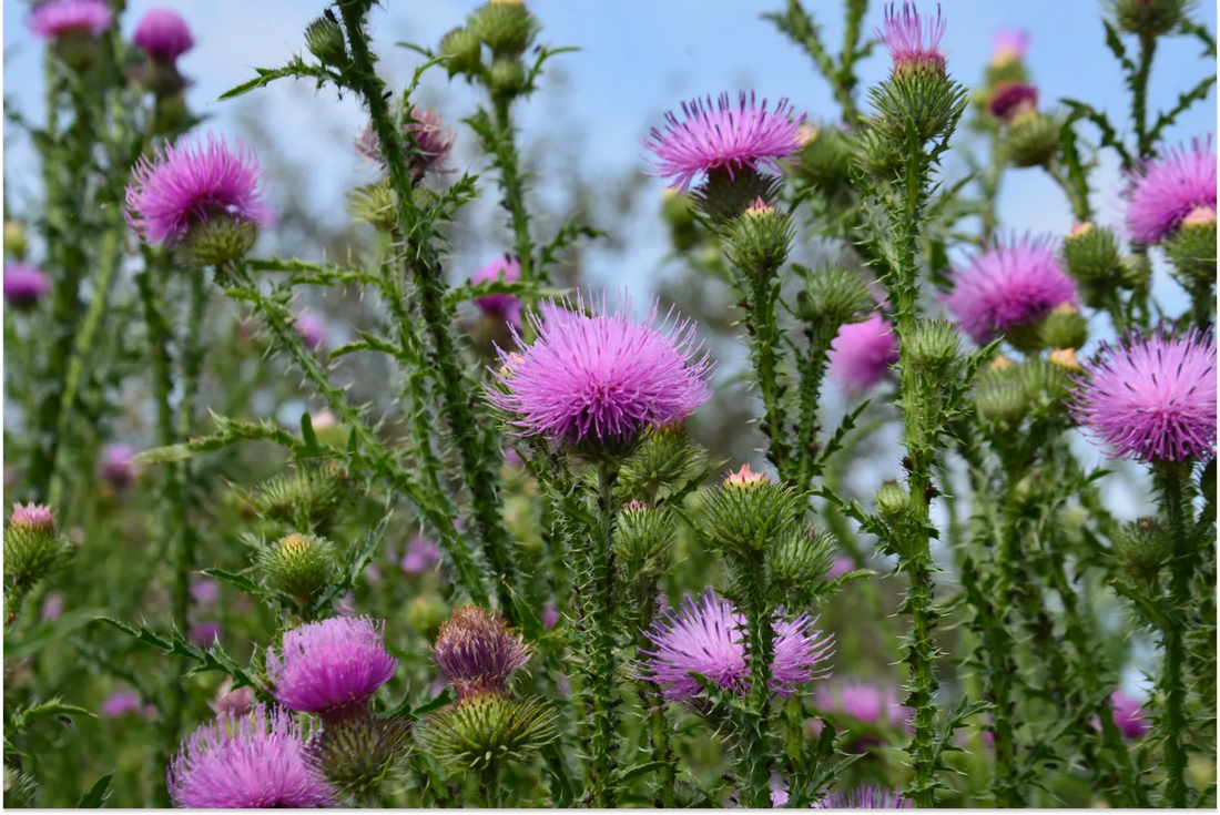 The Benefits of Milk Thistle for Women's Health